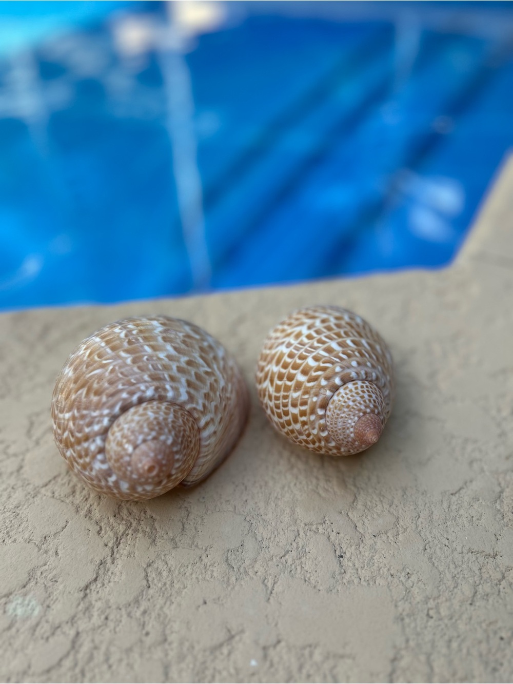 Set of 2 Partridge Tun (Tonna perdix) Shells